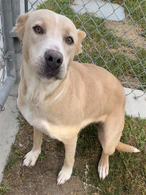 BLONDIE - Pit Bull Terrier available for adoption
