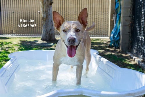 BLONDIE - Pit Bull Terrier available for adoption