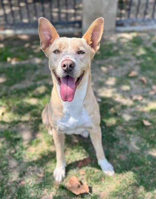 BLONDIE - Pit Bull Terrier available for adoption