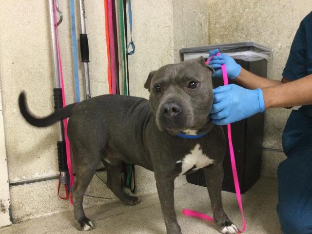 BUDDY Image