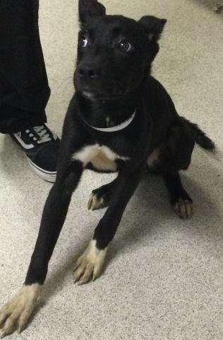 RUMI - Cane Corso Mastiff / Pit Bull Terrier available for adoption