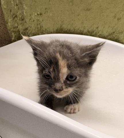 BELLY - Domestic Short Hair available for adoption