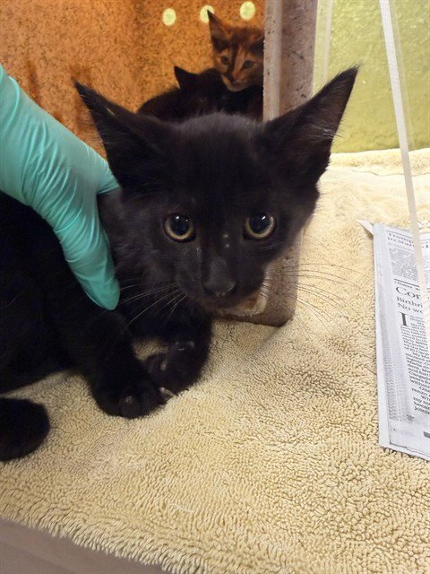 RAE - Domestic Short Hair available for adoption