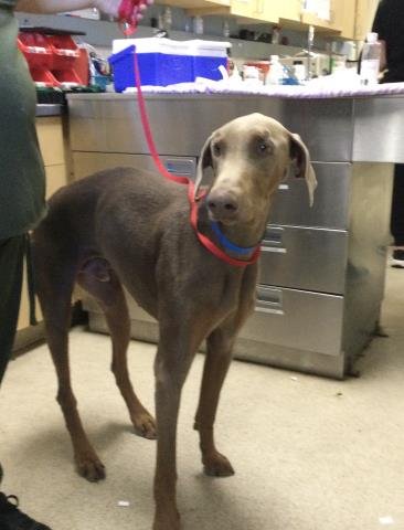 BROWNIE - Doberman Pinscher available for adoption