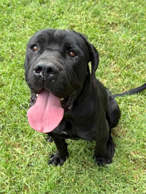 BATMAN - Mastiff available for adoption