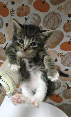 LANA - Domestic Short Hair available for adoption
