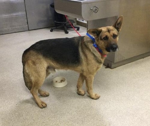 BOB - German Shepherd Dog available for adoption