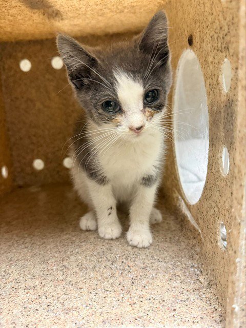 JANE - Domestic Short Hair available for adoption