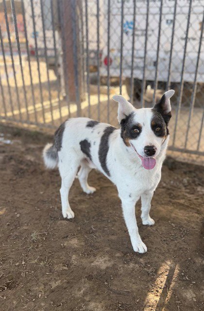 BORABORA - Australian Cattle Dog/Blue Heeler / German Shepherd Dog available for adoption