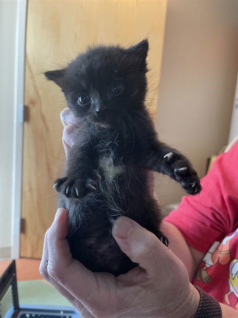 SUNDAY - Domestic Short Hair available for adoption