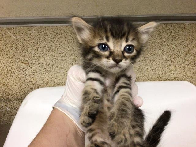 LEIA - Domestic Medium Hair available for adoption