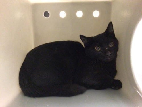 MIMI - Domestic Short Hair available for adoption