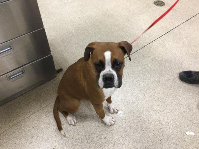 BABS - Boxer available for adoption