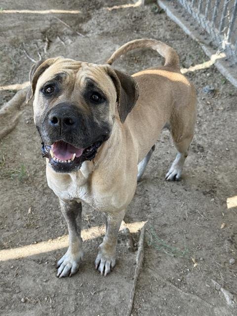 CAREBEAR - Mastiff available for adoption