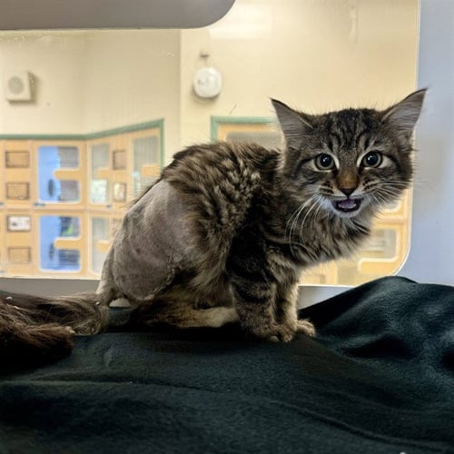 KATANA - Domestic Short Hair available for adoption