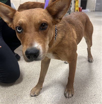 PANCAKE - Australian Kelpie available for adoption