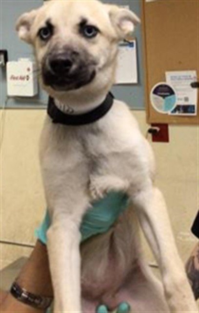 A1938378 - Siberian Husky / German Shepherd Dog available for adoption