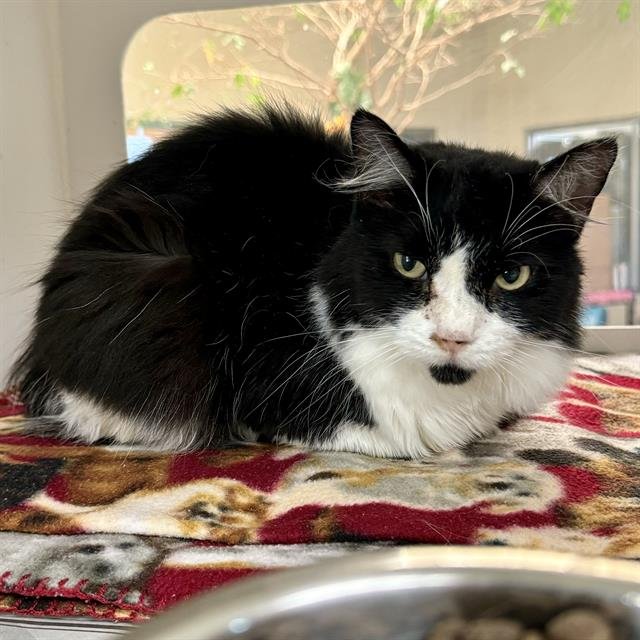 CHARLENE - Domestic Long Hair available for adoption