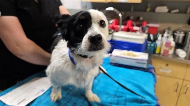 A1871258 - Border Collie available for adoption