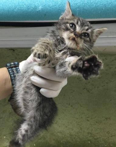 SHRIMP - Domestic Short Hair available for adoption