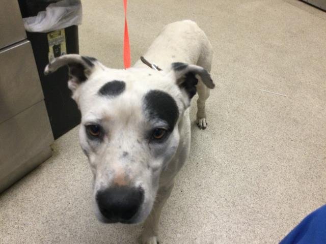 DUMPLING - Pit Bull Terrier available for adoption