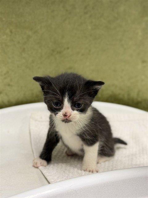 TOADETTE - Domestic Short Hair available for adoption