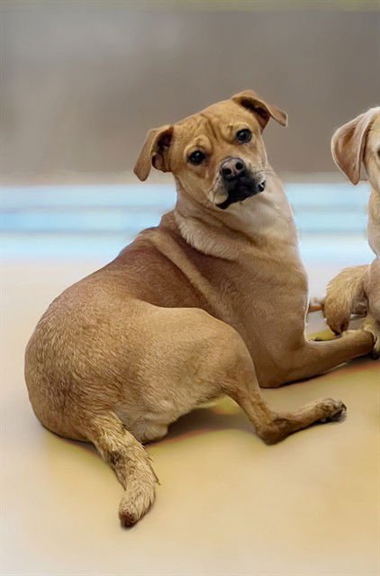 HEIDI - Pug / Beagle available for adoption
