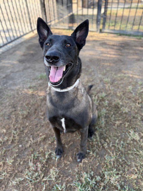 BUTTERCUP - Belgian Shepherd Malinois available for adoption