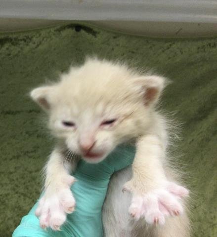 BUTTERS - Domestic Short Hair available for adoption
