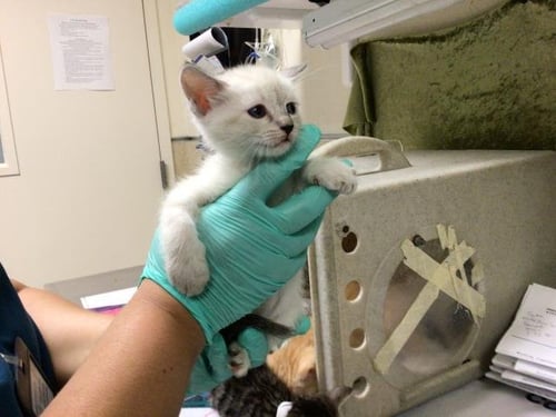 A1913196 - Domestic Short Hair / Siamese available for adoption