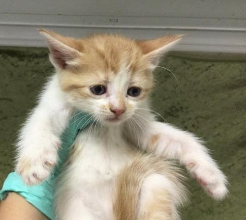 JUANITA - Domestic Short Hair available for adoption