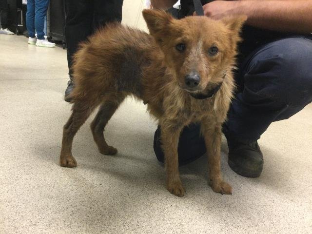 DANDELION - Australian Cattle Dog/Blue Heeler available for adoption