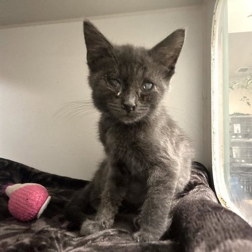 POPPY - Domestic Short Hair available for adoption