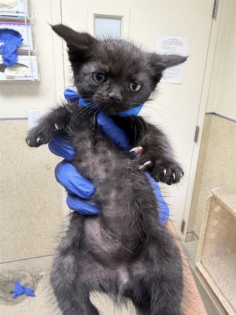 BEAR - Domestic Short Hair available for adoption