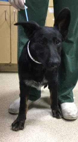 SHELLY - German Shepherd Dog available for adoption