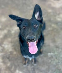 SHELLIE - Photo 1