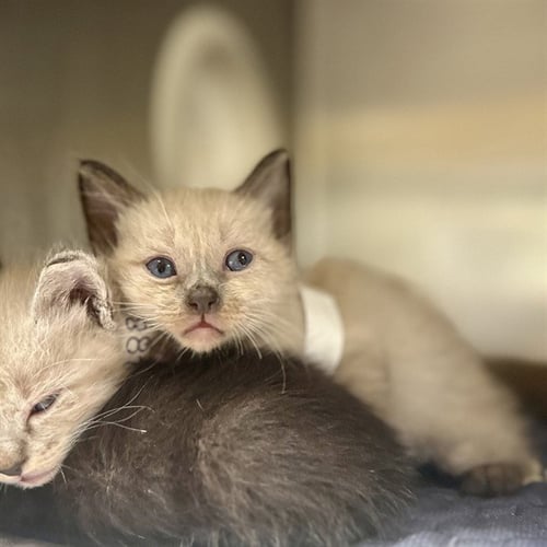 SUMMER - Domestic Short Hair available for adoption