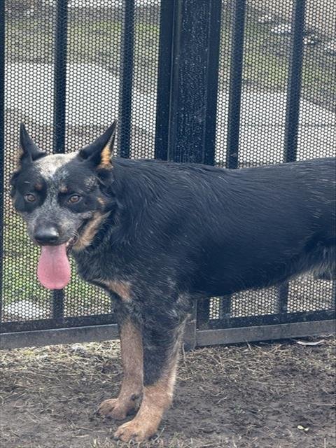 RANGER - Queensland Heeler available for adoption