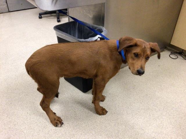 TOFFEE - Redbone Coonhound available for adoption