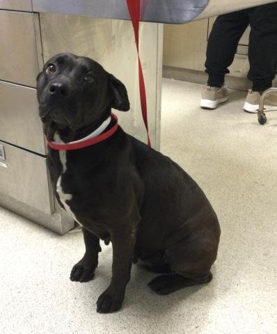 DUCKY - Pit Bull Terrier available for adoption