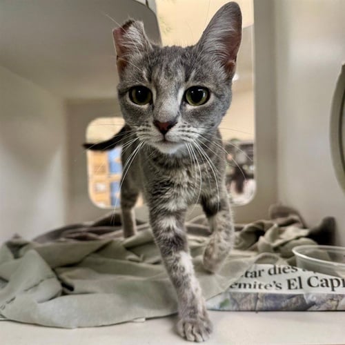 SWEETS - Domestic Short Hair available for adoption
