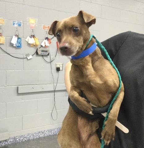 WILL - Chihuahua available for adoption