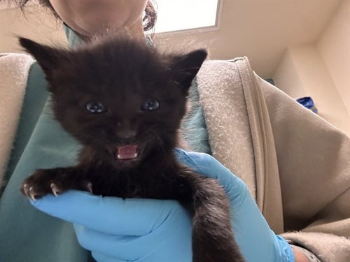 WOODY - Domestic Short Hair available for adoption