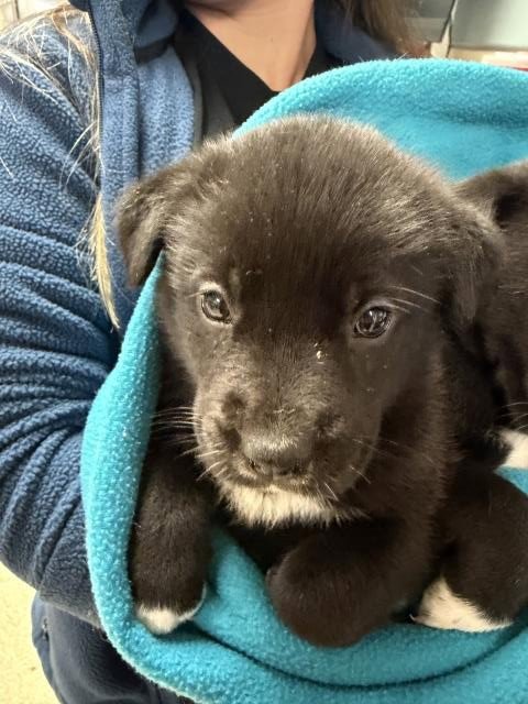 BABY - Labrador Retriever available for adoption