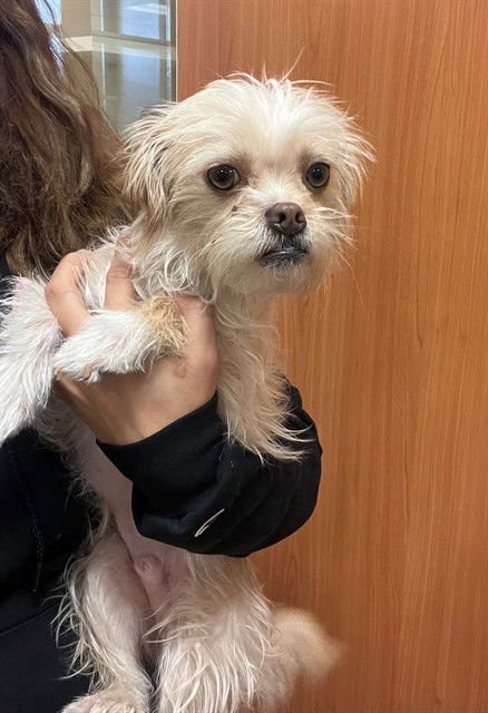 MILES - Terrier available for adoption