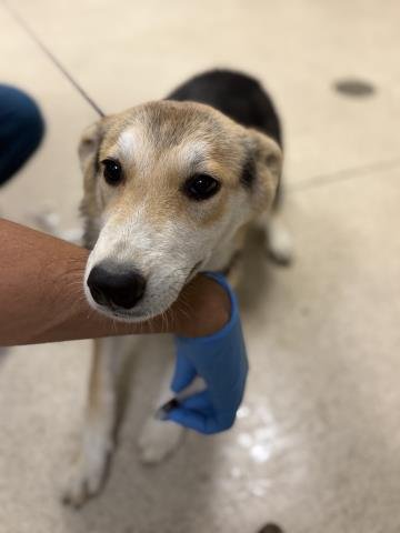 A1935316 - German Shepherd Dog available for adoption