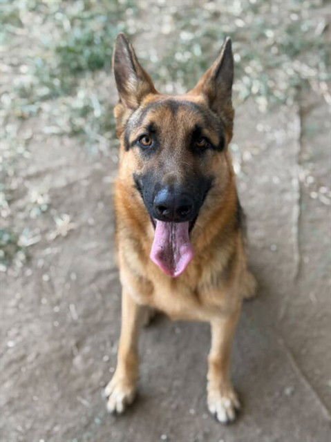 ONION - German Shepherd Dog available for adoption