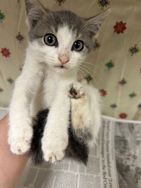 SYDNEY - Domestic Short Hair available for adoption