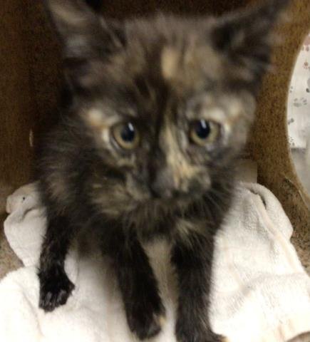 TOOTSIE - Domestic Short Hair available for adoption