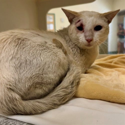 ZEUS - Domestic Short Hair available for adoption